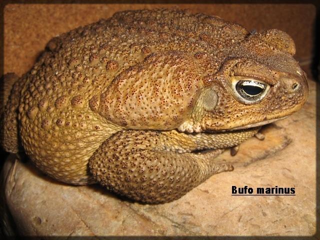 Bufo marinus (Rhinella marina)  Cane Toad02.JPG